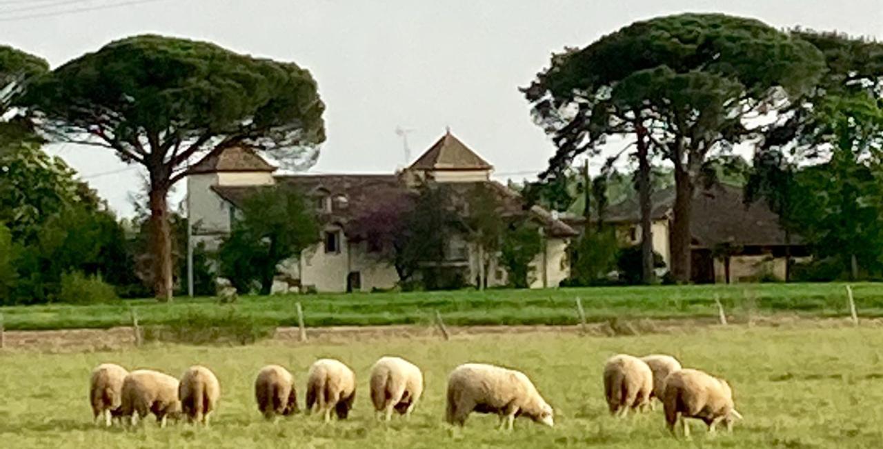 Domaine De Menerque - Petit Chateau Avec Piscine Lisle-sur-Tarn Exteriör bild